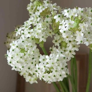 天鹅绒种球伯利恒之星虎眼万年青耐寒耐热多年生阳台庭院浓香花卉