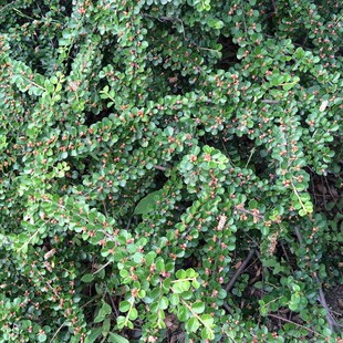 平枝荀子 铺地蜈蚣 小叶栒子平枝旬子苗盆景匍匐灌木工程绿化苗木