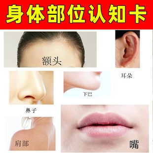 身体部位认知f卡片康复个训教具家庭干预孤独症自闭症儿童训练玩