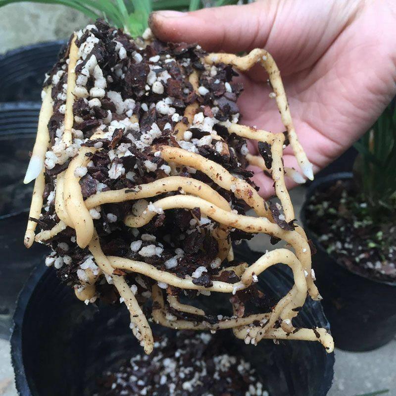 发酵松树皮松鳞铁皮石斛苗兰花多肉盆栽种植专用基质肥料营养土