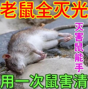 老鼠一家用药锅一闻就室外室内端强力死鼠特效驱赶老鼠神器非神药