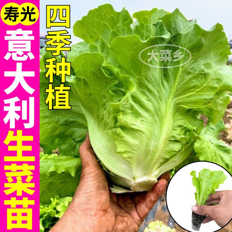 意大利生菜苗四季盆栽耐抽苔