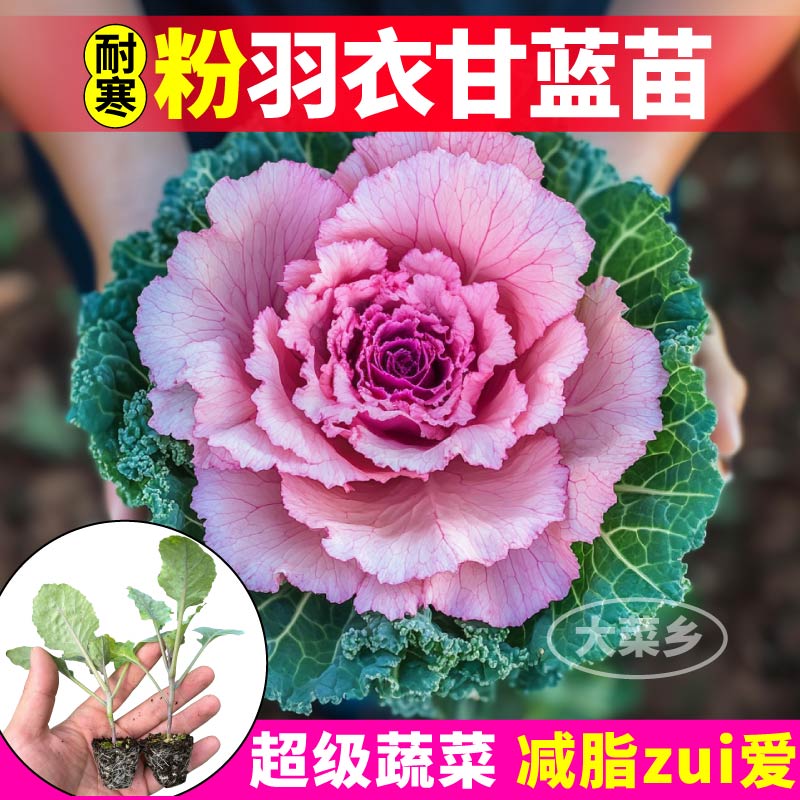 粉羽衣甘蓝苗秧四季盆栽叶牡丹
