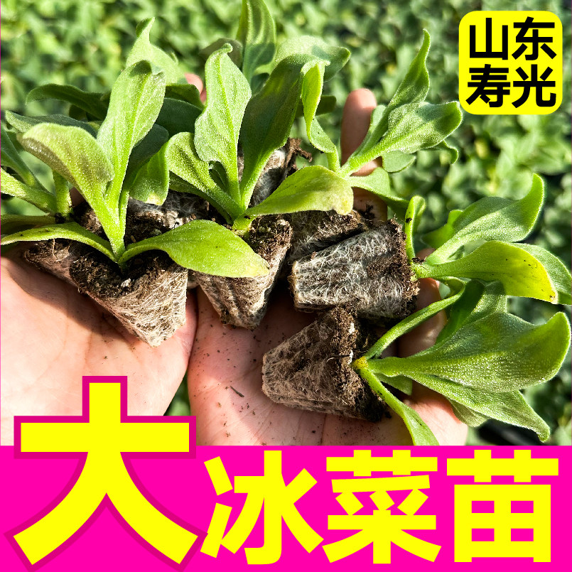 山东冰菜大菜乡四季春秋
