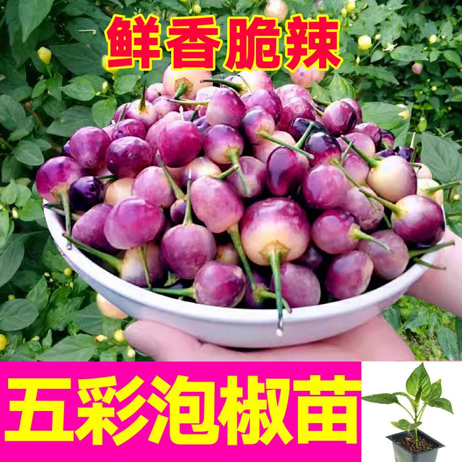 五彩泡椒苗秧四季盆栽带土球
