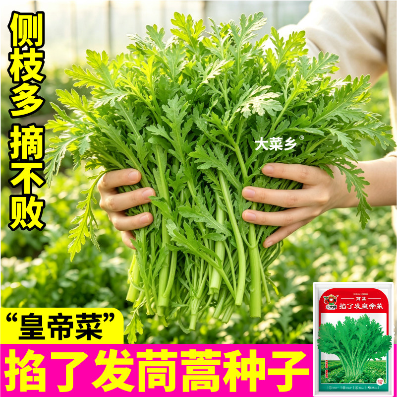 掐了发皇帝菜茼蒿菜种子新种高产光杆大叶茼蒿蔬菜种籽庭院田园