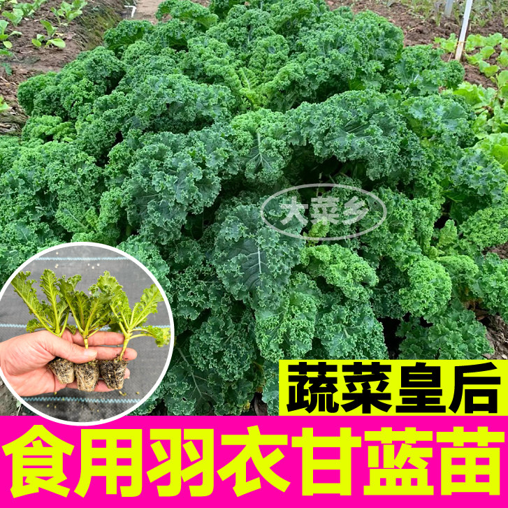 寿光可食用绿羽衣甘蓝苗秧