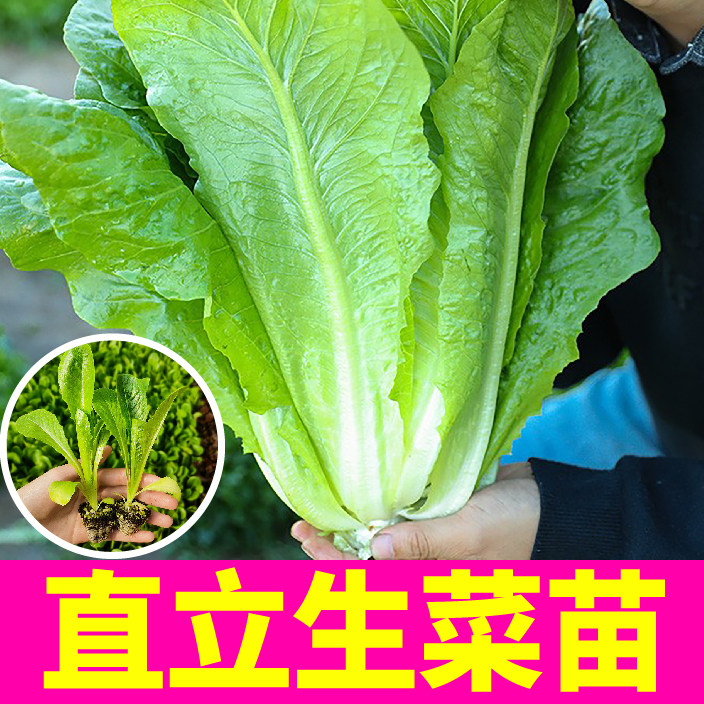 山东寿光绿直立生菜苗秧带土球速生红皱奶油结球生菜种子四季盆栽
