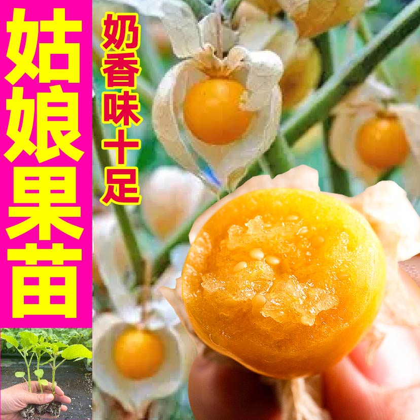 奶香姑娘果苗秧四季盆栽