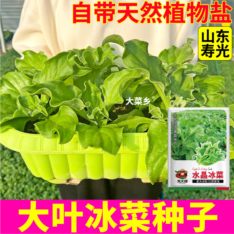 正品水晶冰菜种子非洲冰草菜籽冰花蔬菜种籽阳台盆栽室内种植