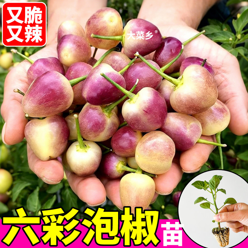 寿光直发六彩泡椒辣椒苗秧