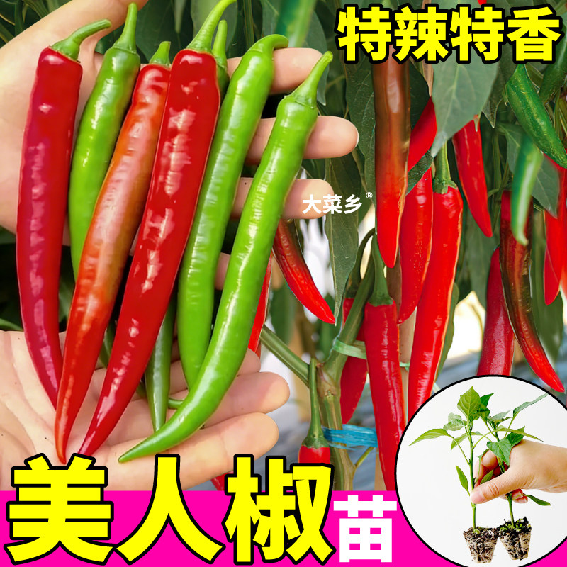 山东寿光美人椒辣椒苗秧