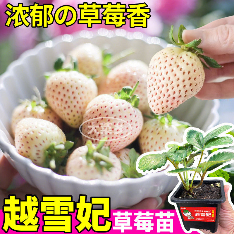 越雪妃草莓苗秧原盆大苗