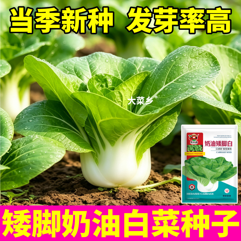 奶油矮脚白菜种子当季新种高产小青菜小白菜蔬菜种籽农家田园小院
