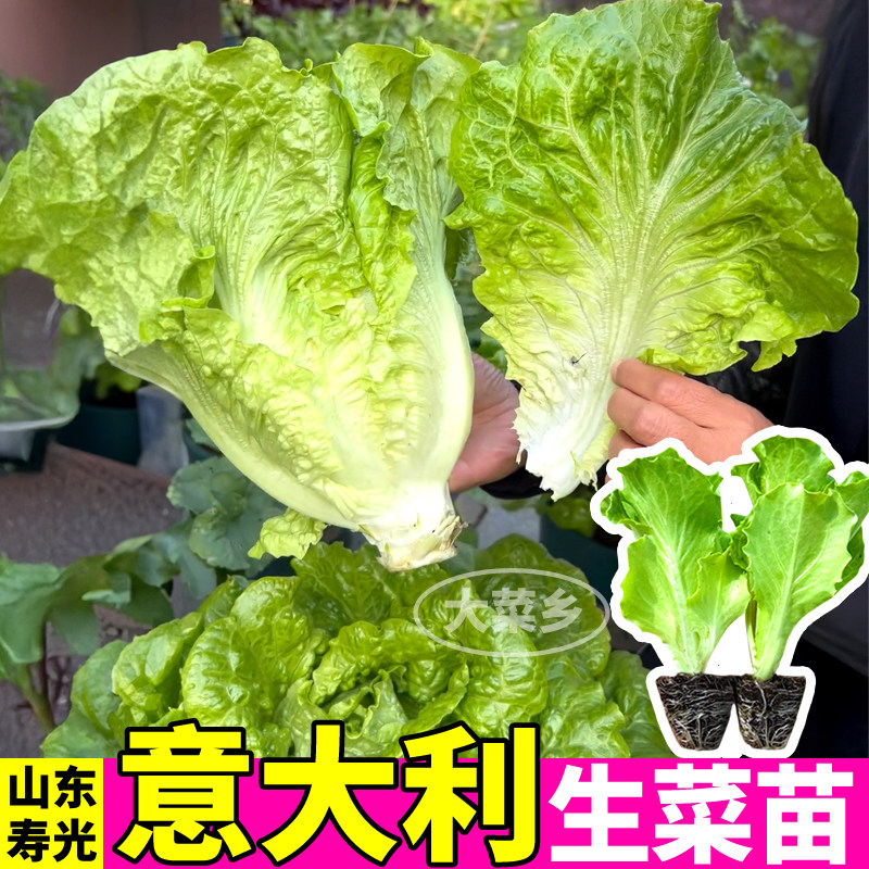 寿光意大利生菜苗秧易长超耐抽苔