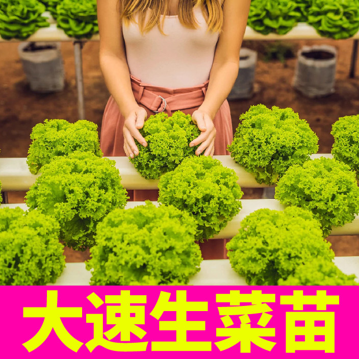 美国大速生菜苗秧带土球结球红皱直立紫叶生菜种子四季阳台盆栽苗