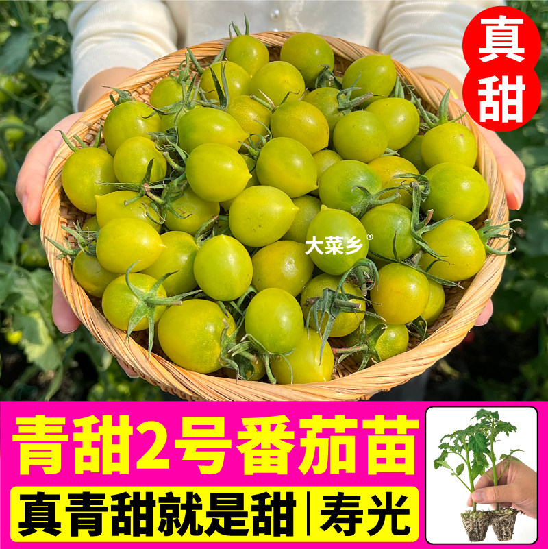 【真青甜】青甜2号番茄苗秧