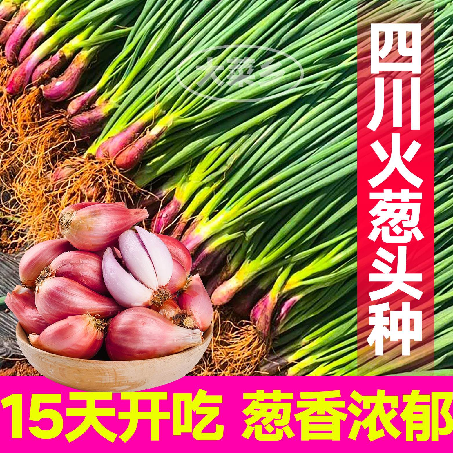 火葱头四季盆栽红皮葱头
