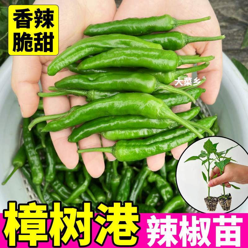 正宗樟树港辣椒苗秧小青椒