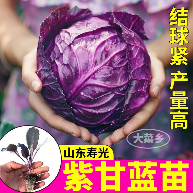 紫甘蓝苗秧四季盆栽脆甜