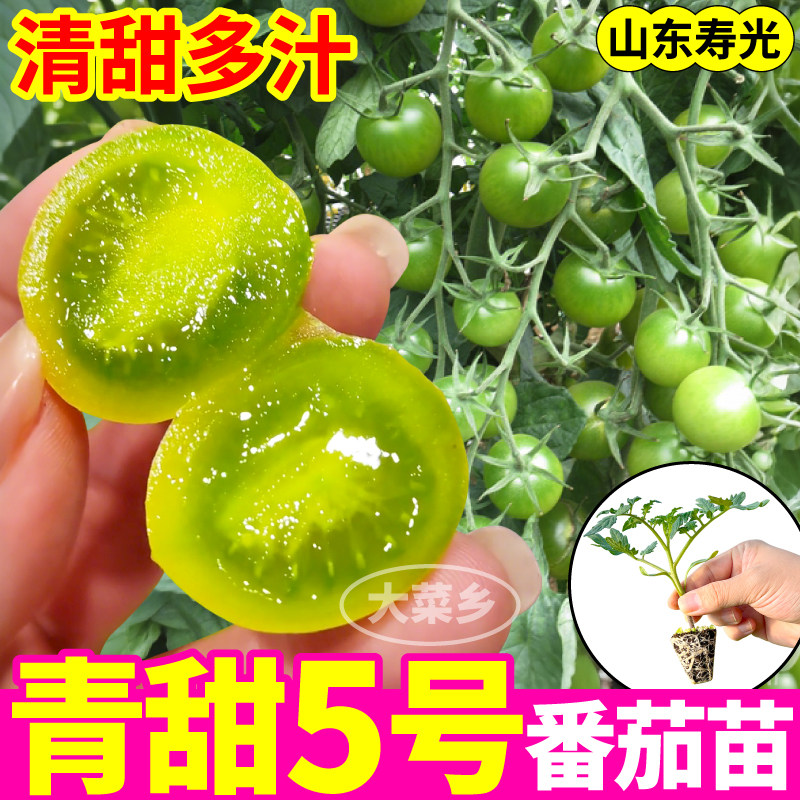 寿光青甜5号番茄苗秧四季高产青甜多汁绿宝石圣女果阳台盆栽种子