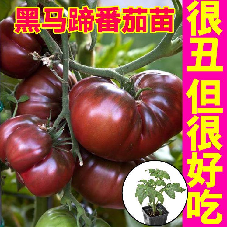 黑马蹄番茄苗四季盆栽阳台