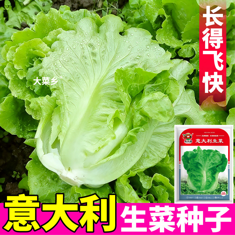意大利生菜种子可生吃绿色蔬菜四季易种耐抽苔菜籽盆栽庭院种植
