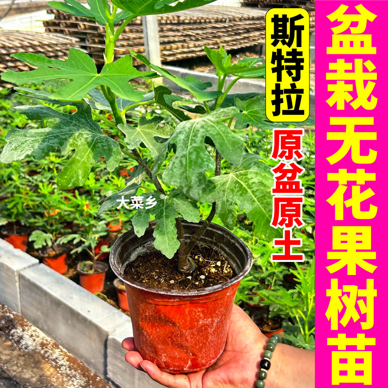 斯特拉无花果树苗盆栽育苗基地直发青皮金傲芬波姬红无花果盆栽苗