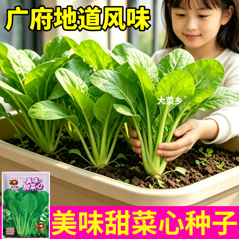 广府美味甜菜心种子甜菜苔新种小青菜蔬菜种籽农家小院室内外栽种