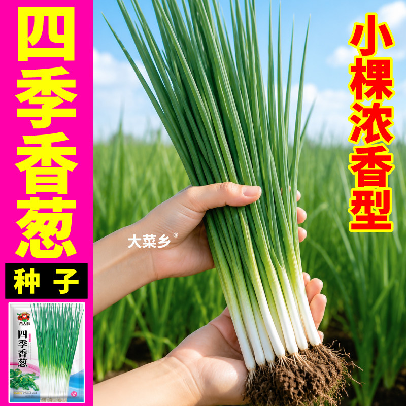 对版发货四季小香葱种子