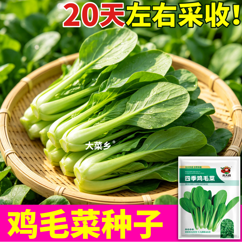正宗四季鸡毛菜种子高产速生当季新种小青菜种籽阳台小院盆栽种植