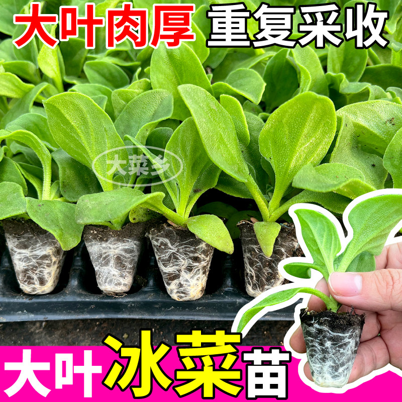 寿光直发冰菜苗秧可重复采收水晶冰菜冰草种子四季阳台盆栽穴盘苗