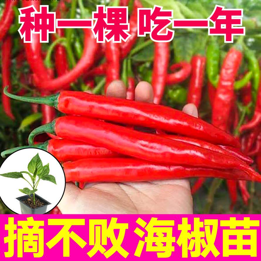 海椒苗四季种植香辣美人椒