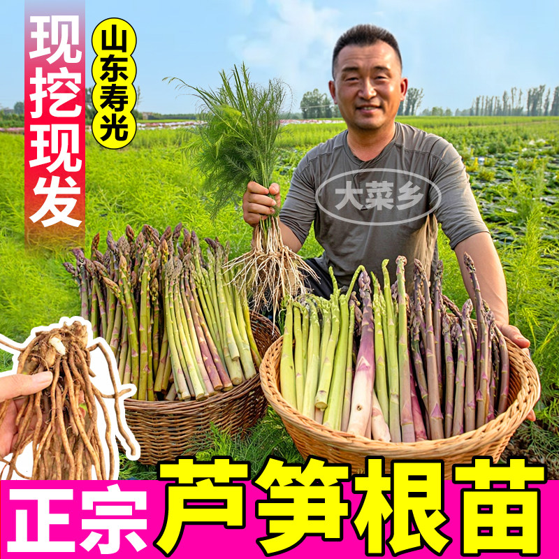 现挖现发正宗芦笋根苗秧当年出笋