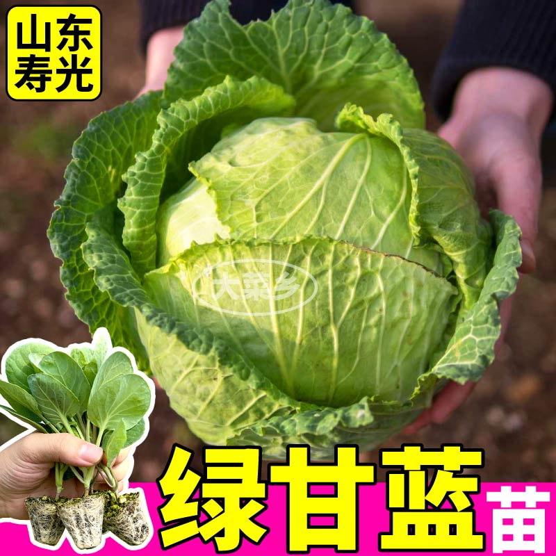 寿光耐寒绿甘蓝苗秧绿紫甘蓝卷心菜西兰花菜球种子易种植四季盆栽