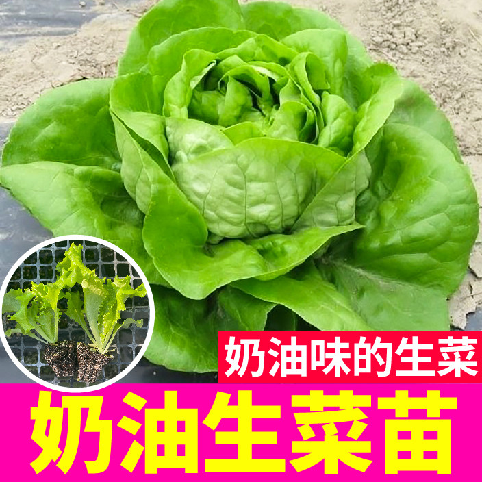 脆嫩香甜奶油生菜山东寿光易种植