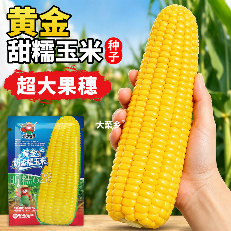 寿光黄甜糯玉米种子高产早熟五彩白黑黏糊苞米非转基因大田种植