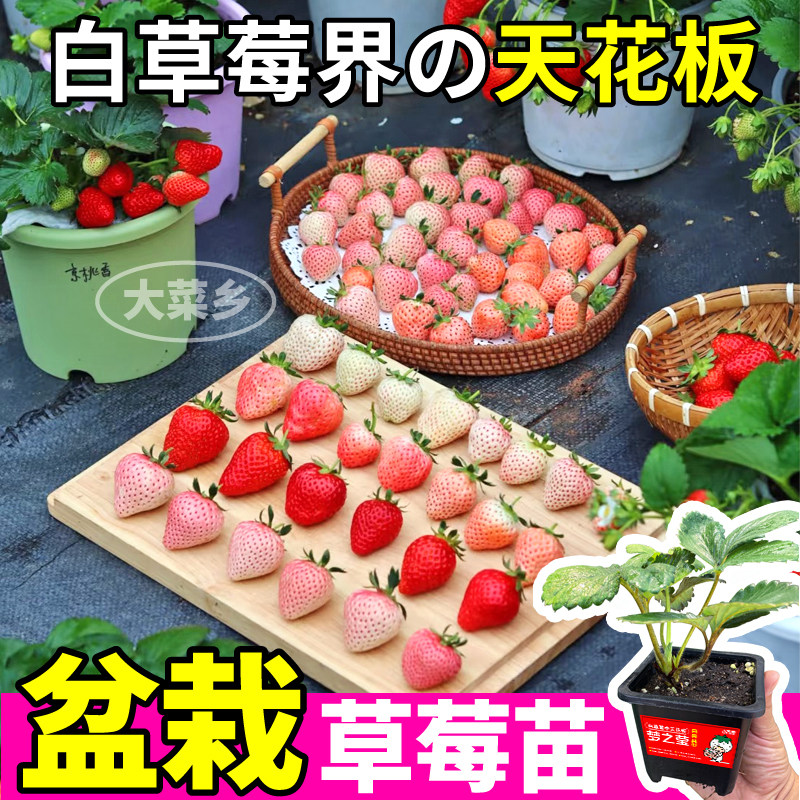 梦之莹盆栽草莓苗秧带土原盆大苗