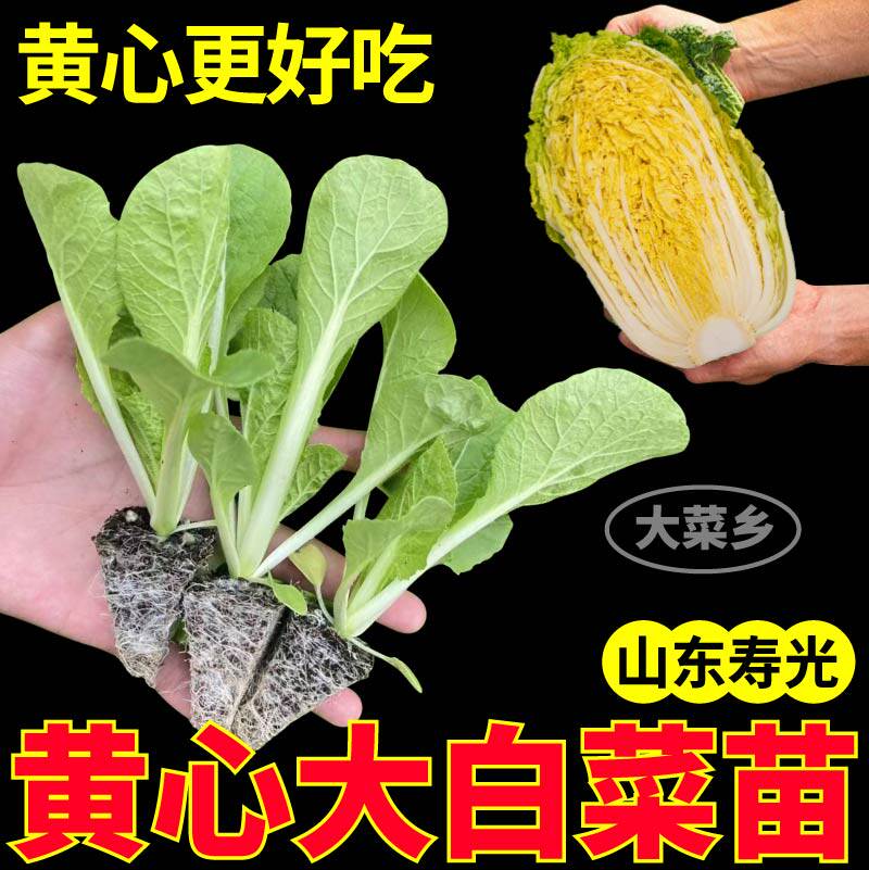 黄心大白菜苗秧四季盆栽更好吃