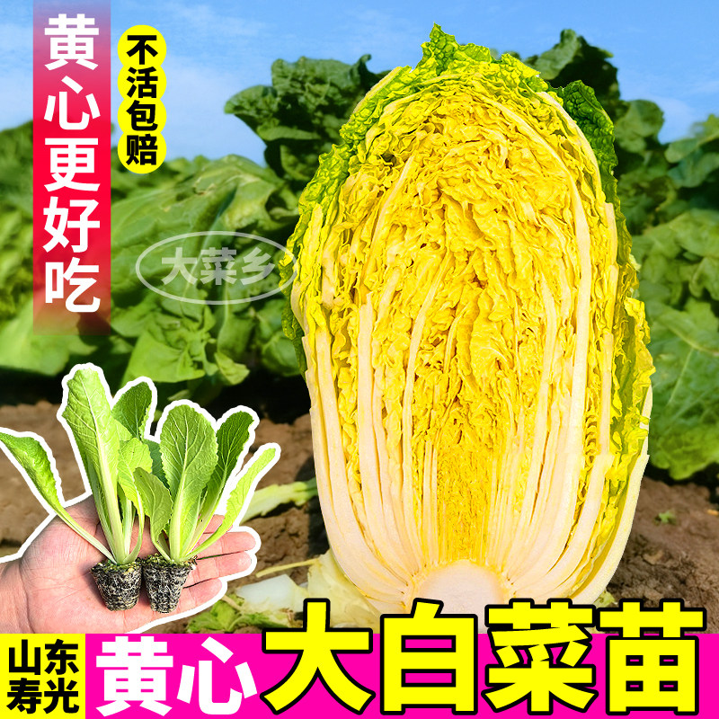 寿光黄心大白菜苗秧四季耐寒
