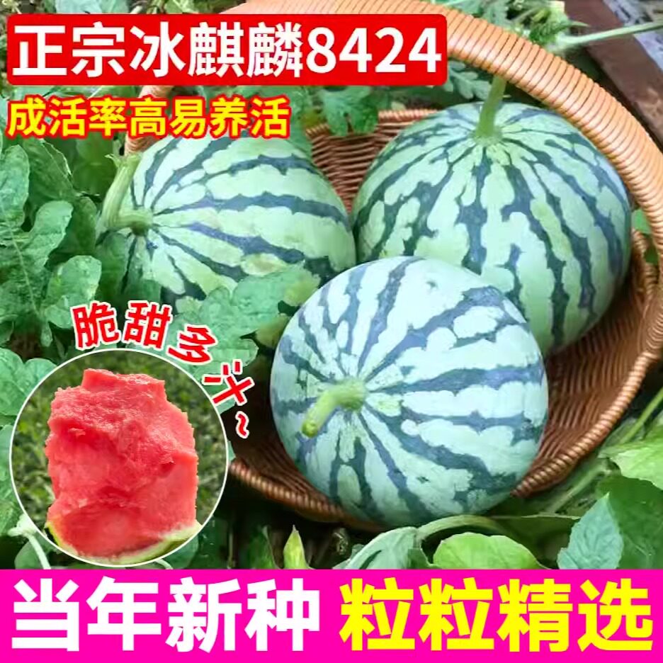 大菜乡四季盆栽麒麟8424西瓜种子