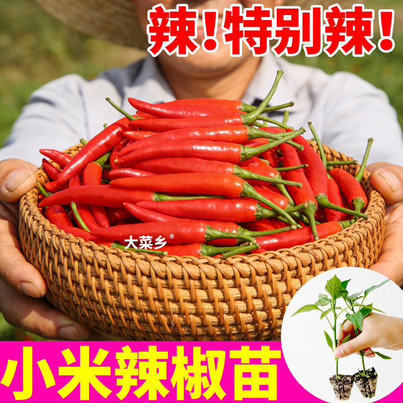 产地直发特辣小米辣椒苗秧