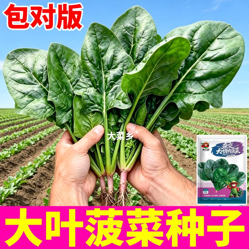 高产大叶菠菜种子四季可种小叶菠菜红根大叶菠菜种子大田地栽蔬菜