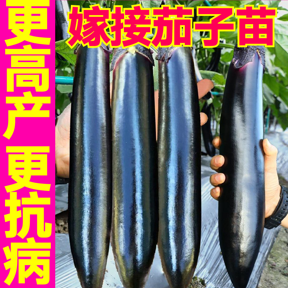 嫁接秧苗大菜乡穴盘苗四季