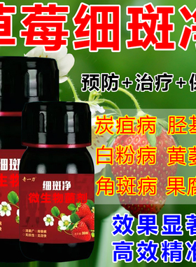 草莓细斑净草莓专打顽固角斑根腐烂棵空心黄萎白粉炭疽灰霉疫病菌