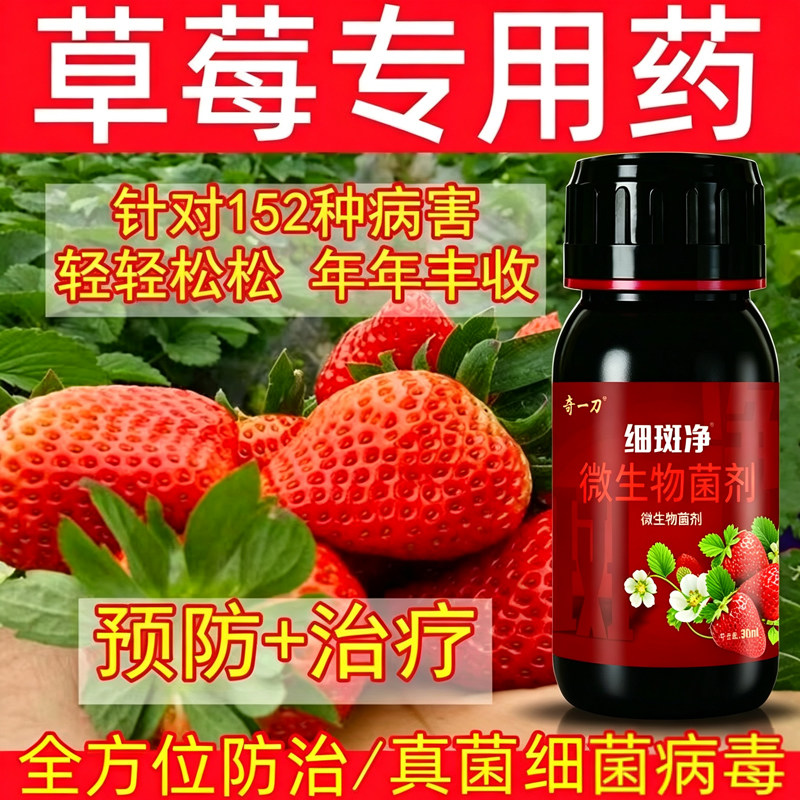 草莓细斑净草莓专打顽固角斑根腐烂棵空心黄萎白粉炭疽灰霉疫病菌