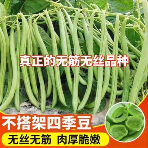 早熟无架矮生地豆种子不搭架四季豆种籽阳台盆栽豆角蔬菜种子大全