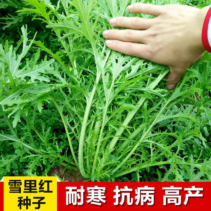 细叶雪里蕻菜种籽菜籽四季雪菜雪家庭园艺种子