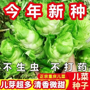正宗四川儿菜种子多侧芽娃娃菜蔬菜抱儿菜芥菜庭院耐寒耐热易种植