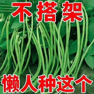 摘不败无架长豆角种子不用搭架子的长豆角蔬菜种籽四季长豇豆秧苗